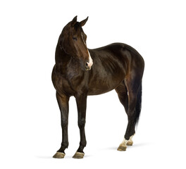 Obraz premium Brown horse standing on transparent background