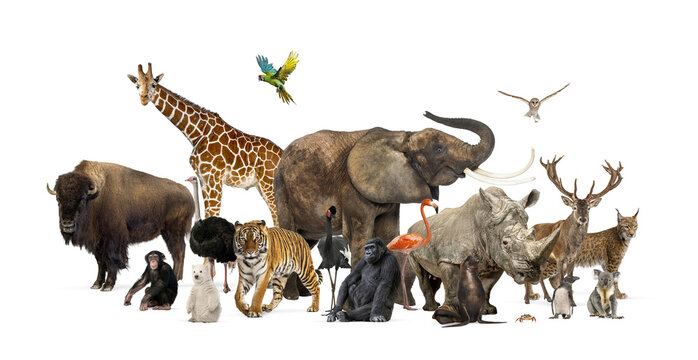 Diverse wild zoo animals including mammals, birds, and reptiles stand together in a large group against a transparent background