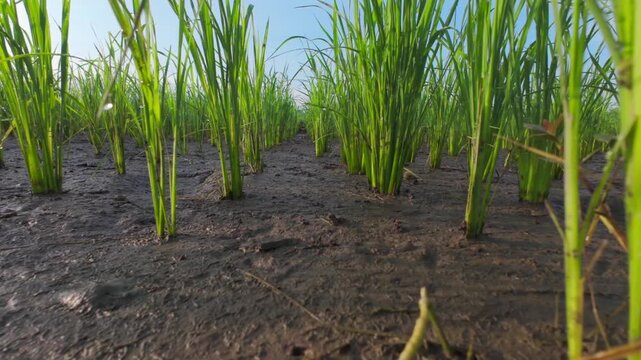 Low angle shot of young green rice plants growing in a muddy field under clear blue sky