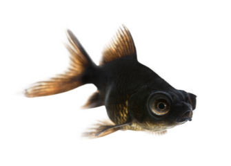 Black moor goldfish swimming with fins spread