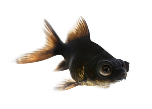 Black moor goldfish swimming with fins spread