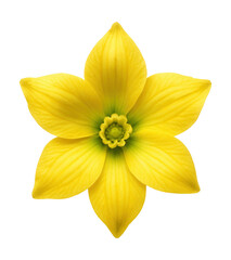 Fototapeta premium Star-shaped yellow delphinium flower featuring a vibrant green center.