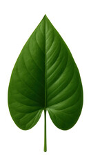 Obraz premium Large, arrowhead-shaped leaf with a smooth texture.