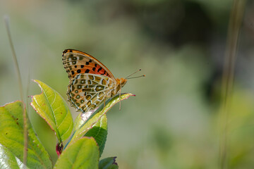 butterfly on leaf- The Indian fritillary, Argynnis hyperbius
