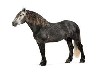 Percheron horse standing profile view dappled gray