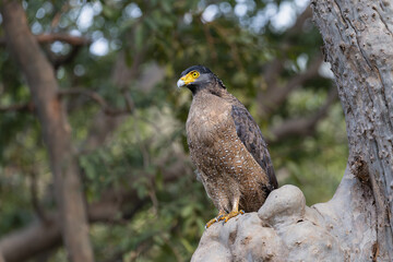 Crested Serpent eagle on a tree in panna national park