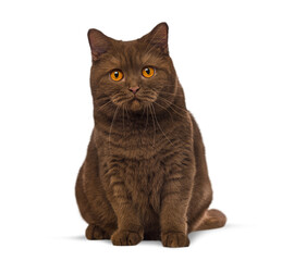 British shorthair domestic cat sitting looking forward