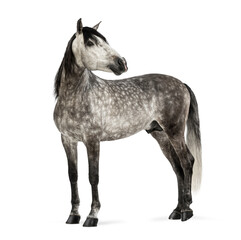 Andalusian horse mare standing, looking back, transparent background