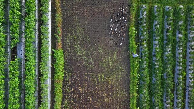 Aerial view of a duck herder herding a flock of ducks with rows of lush green plants, creating a vibrant expanse of texture, Klaten Regency, Indonesia.