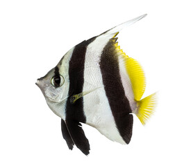 Pennant coralfish swimming, tropical marine animal cut out