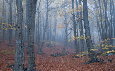 Exploring the Misty Woods of Montseny Natural Park in Serene Autumn Hues, Catalonia