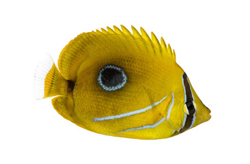 Yellow longnose butterflyfish swimming with transparent background