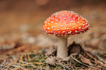 A single fly agaric with a bright red cap