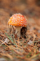 A single fly agaric with a bright red cap