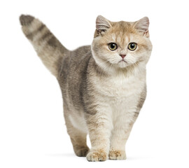 British shorthair kitten standing, looking forward, transparent background