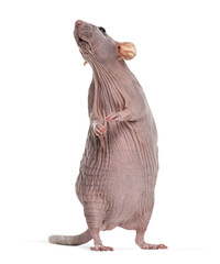 Hairless sphynx rat standing up looking