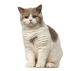 British shorthair kitten sitting, looking at camera