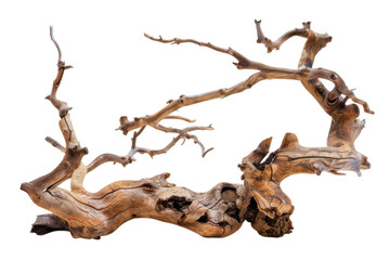 A weathered branch on black on transparent background