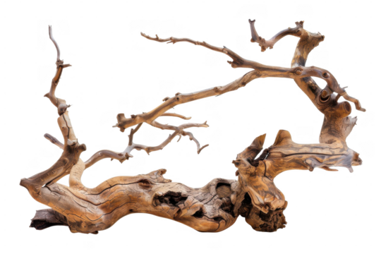 A weathered branch on black on transparent background