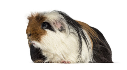 Long haired guinea pig animal rodent looking left