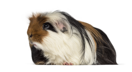 Long haired guinea pig animal rodent looking left