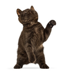 Brown kitten reaching up playing with paw