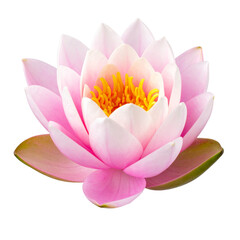 Water Lily Blossom: A delicate water lily unfurls its petals, a symbol of serenity and renewal. Delicate pink hues and intricate details create a stunning visual.