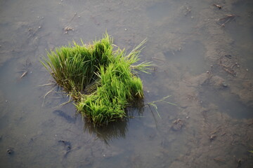 The rice field has been prepared for planting.