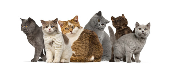 Group of various british shorthair kittens posing