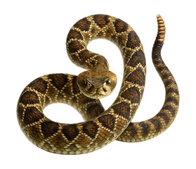 Obraz premium Triangular-headed rattlesnake with a diamond-patterned back.