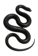 Naklejka premium Sleek, elongated snake with smooth, dark gray-black scales.