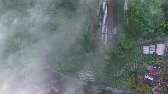 Aerial view of lush agricultural fields shrouded in ethereal mist, a tapestry of greens and grays, Klaten Regency, Central Java, Indonesia.