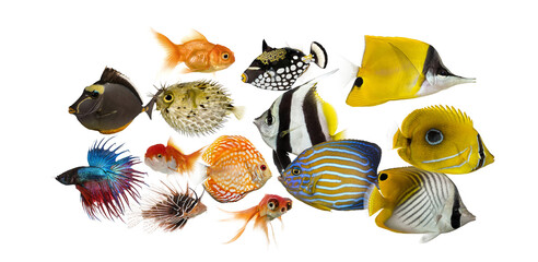 Variety of colorful aquarium and tropical fish collage