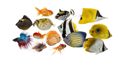 Variety of colorful aquarium and tropical fish collage