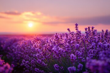 Fototapeta premium Young Living Essential Oil. Lavender Field at Sunset. Natural Organic Purple Flowers in Summer Nature Scene