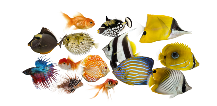 Variety of colorful aquarium and tropical fish collage