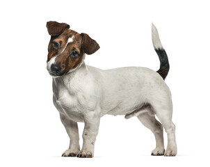 Jack russell puppy standing tilting head transparent background