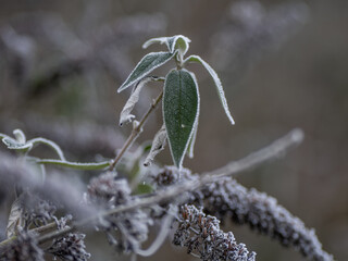 green leaves in frost in winter