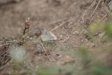 butterfly in the grass, Zizina otis, the lesser grass blue