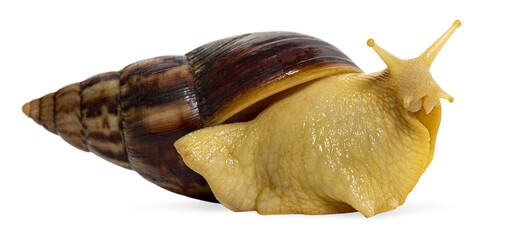 African land snail albino achatina fulica transparent background