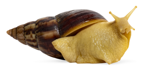 African land snail albino achatina fulica transparent background