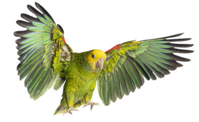 Yellow headed amazon parrot flying with transparent background