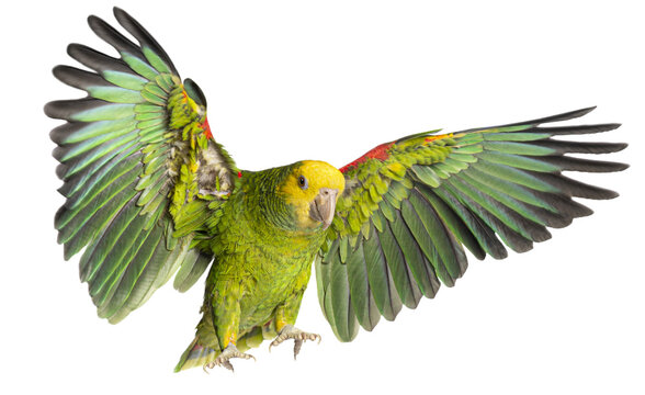 Yellow headed amazon parrot flying with transparent background