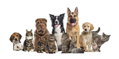 Gardinen Musik Group of various dogs and cats on transparent background  © Eric Isselée