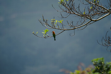 bird on a branch, The chestnut-headed bee-eater (Merops leschenaulti
