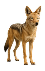 Fototapeta premium Slender-bodied jackal with tawny fur, shown in a standing pose.