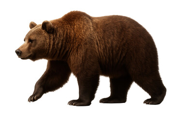 Fototapeta premium Side view of a brown bear with thick fur and a noticeable hump.