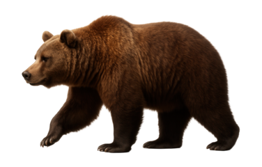 Side view of a brown bear with thick fur and a noticeable hump.