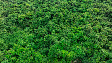 Fototapeta premium aerial view of dark green forest Abundant natural ecosystems of rainforest. Concept of nature forest preservation and reforestation. 