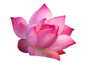 The beautiful lotus flower with the background removed to make it stand out.